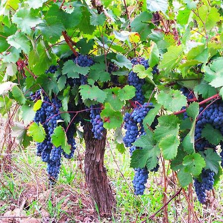 Agriturismo Martignana Alta 엠폴리 외부 사진
