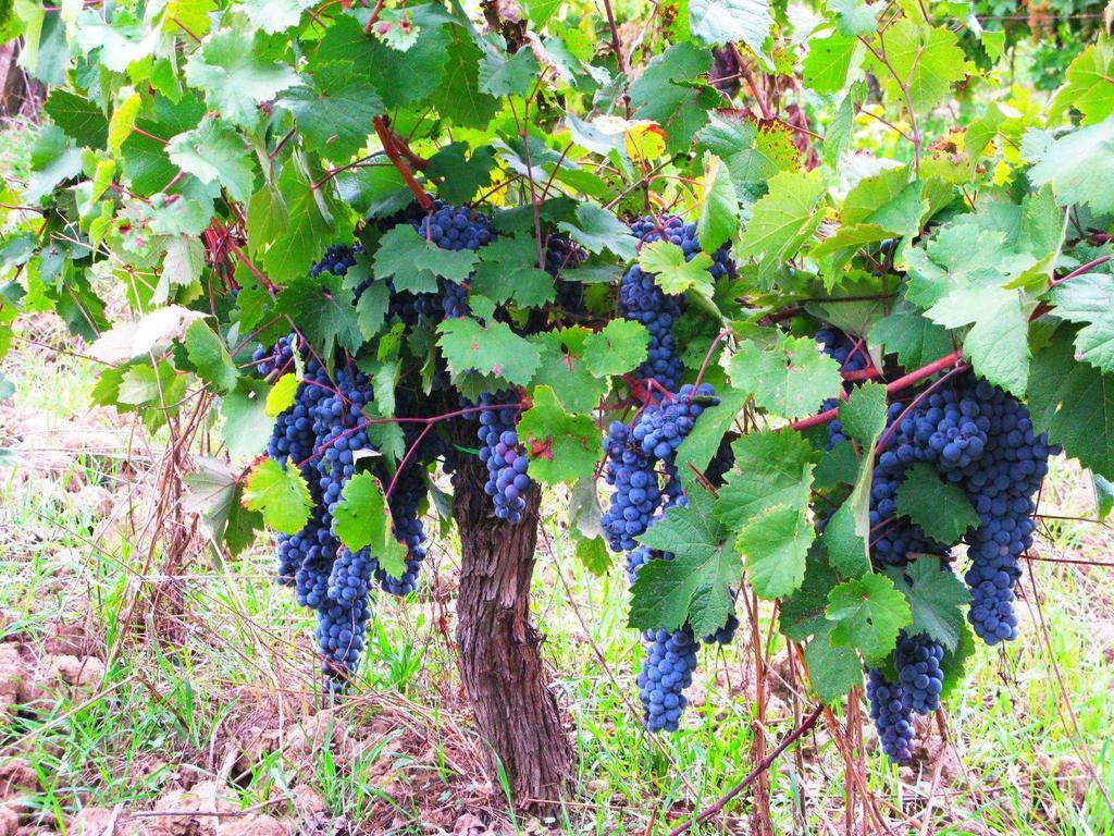 Agriturismo Martignana Alta 엠폴리 외부 사진